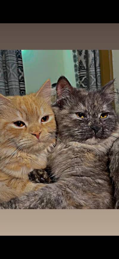 persian cats pair  for sale