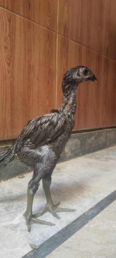 aseel black dragon ,aseel blue dragon with black skin