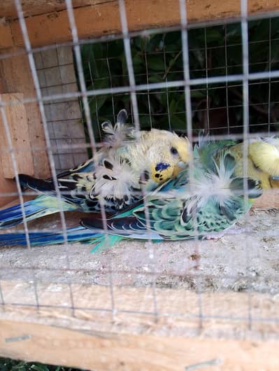 MAASHAALLAH !  QUALITY HOGOROMO PAIR  LOOKING FOR NEW HOME