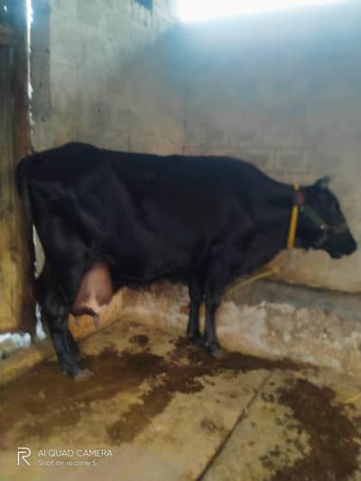jersey cross cow for sale best quality