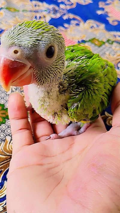green parrot
