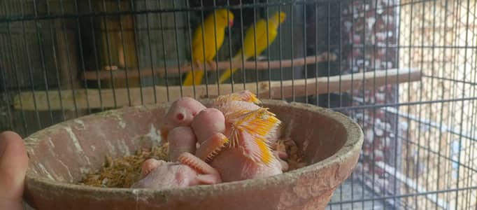 Yellow Ringneck Babies