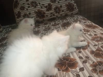 Persian kittens
