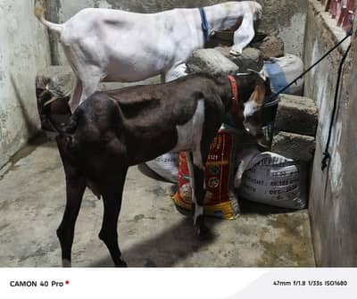 Bakri