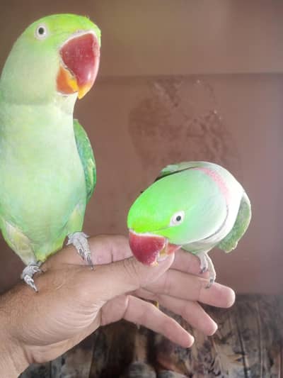 jumbo size raw bonded pair  home parrots