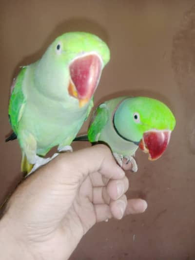 jumbo size raw bonded pair  home parrots