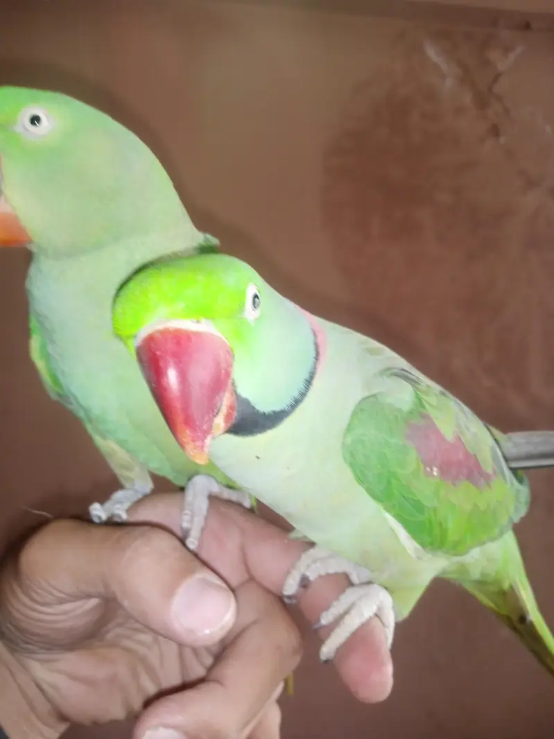 jumbo size raw bonded pair  home parrots — photo 3