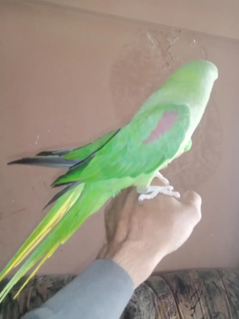 jumbo size raw bonded pair  home parrots — photo 4
