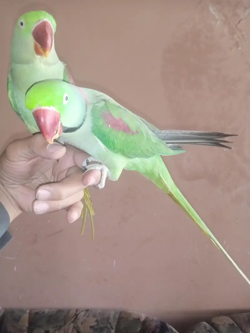 jumbo size raw bonded pair  home parrots — photo 5