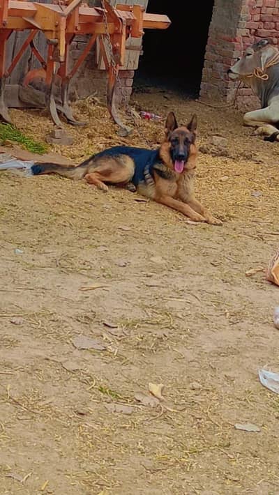 Pure german Shepherd .