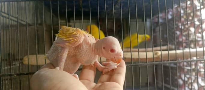Yellow Ringneck Babies