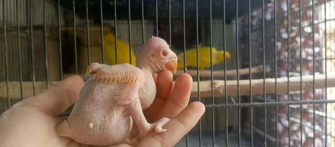 Yellow Ringneck Babies & Hand Tame Green Ringneck Male