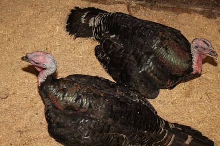 Turkey pair for sale