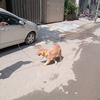 Golden Retriever