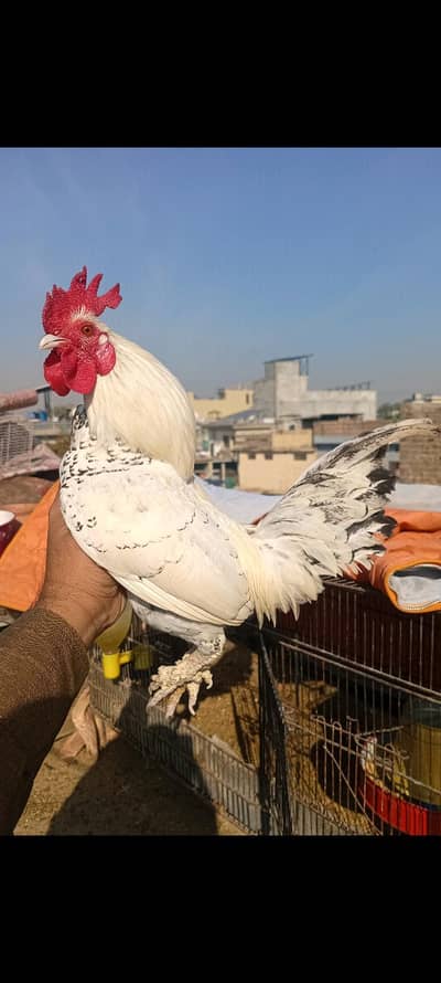 1 i English game nar 2 chicks available