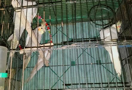 parrots budgies lovebirds conure cocktail for sale