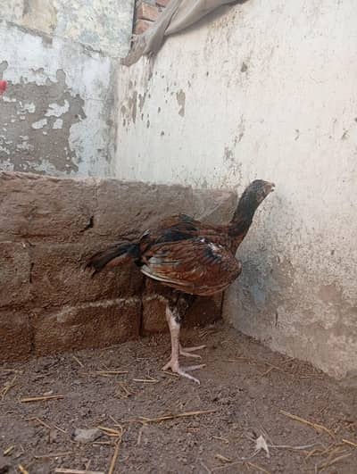 0307/88/99/4/11 minawali aseel pathi  contact on WhatsApp only
