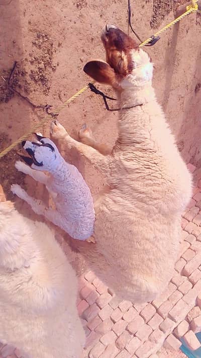 Pregnant Sheep