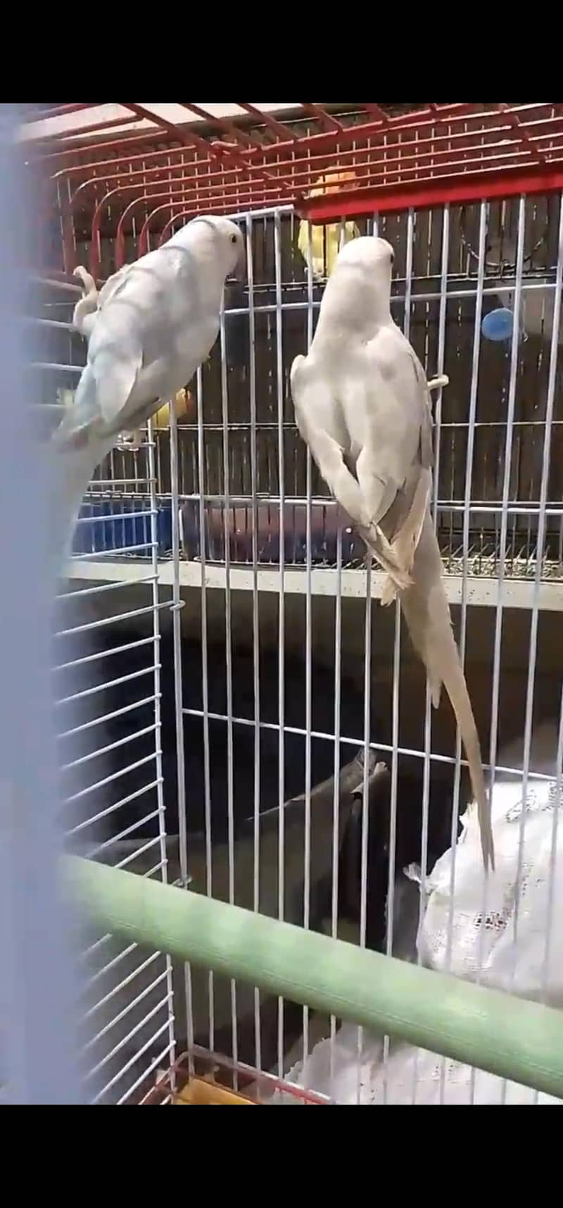 Ringneck 1