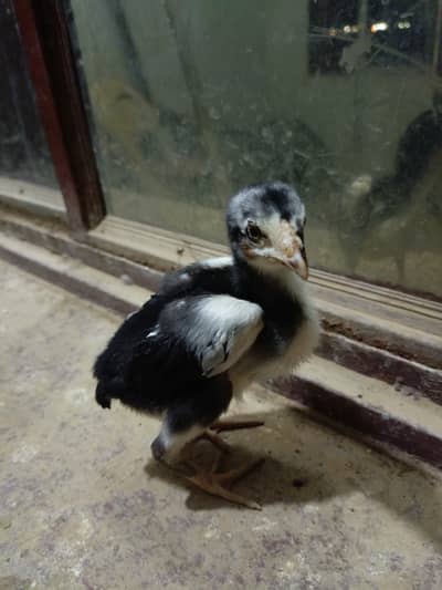 Pure lasani chicks  for sale per piece 3000 WHATSAPP 03405400323