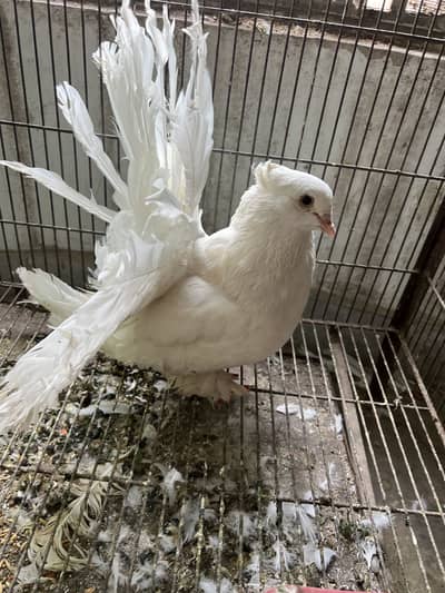 lucky pigeon