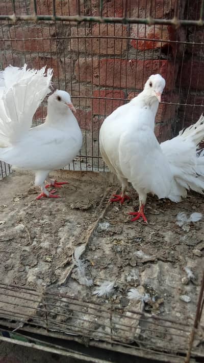 lucky pigeons for sale