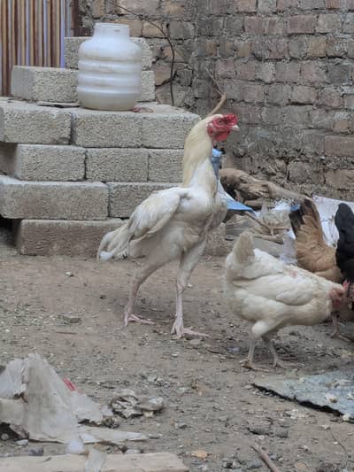 Heera Male