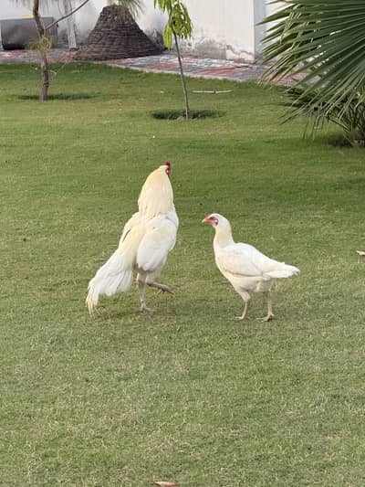 White boska pair