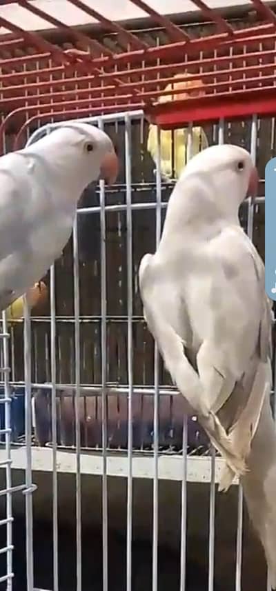 Ringneck