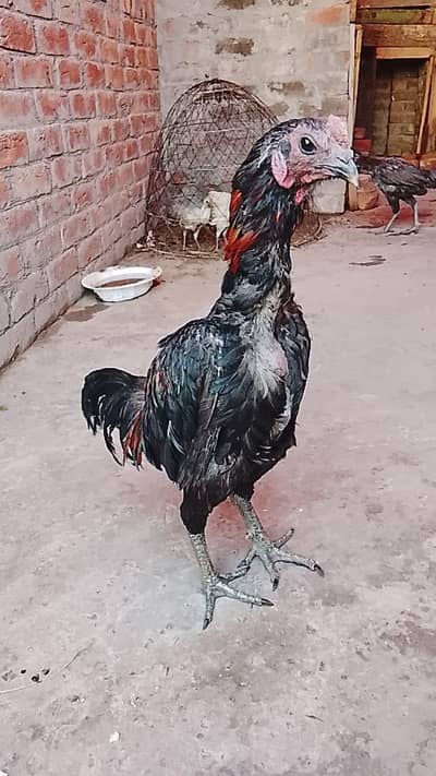 dragon aseel patha . 03204885211