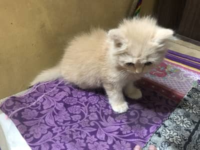 cats for sale