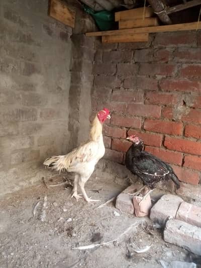 healthy and active  mazboot body  and breed