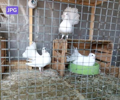 LAKKAH PIEGONS BREEDER PAIR FOR SALE