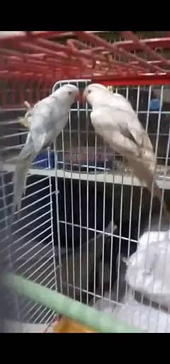 Ringneck