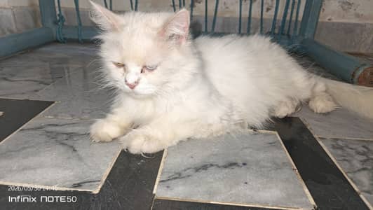 Persian Female Triple Coated Odd Eyes