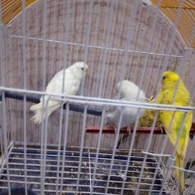 Very beautiful and very unique birds