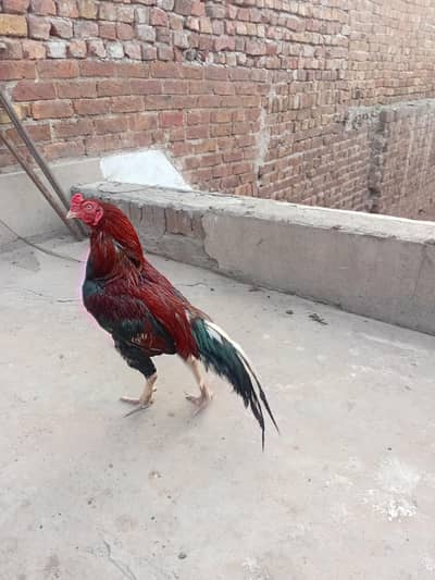 hen for sale active healthy