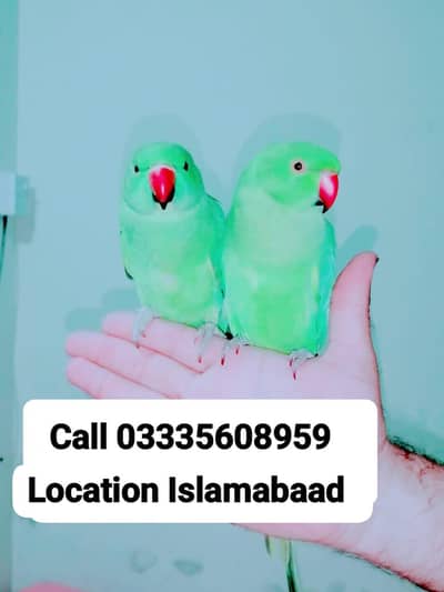 Single 7000 Hand Tamed Friendly Green Ring Neck Parrots Male/Female