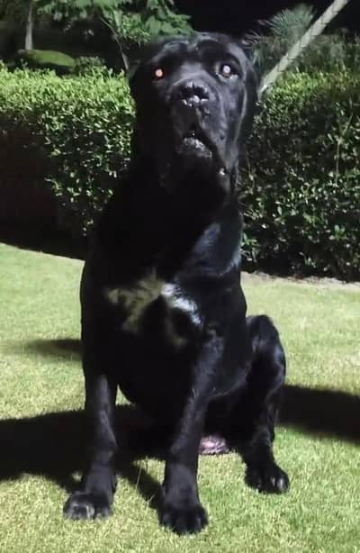 cane corso male
