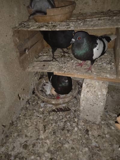 pigeon sale
