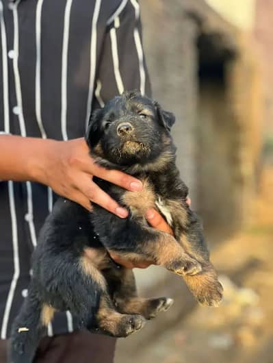 Top quality German shepherd long hair puppies for sale