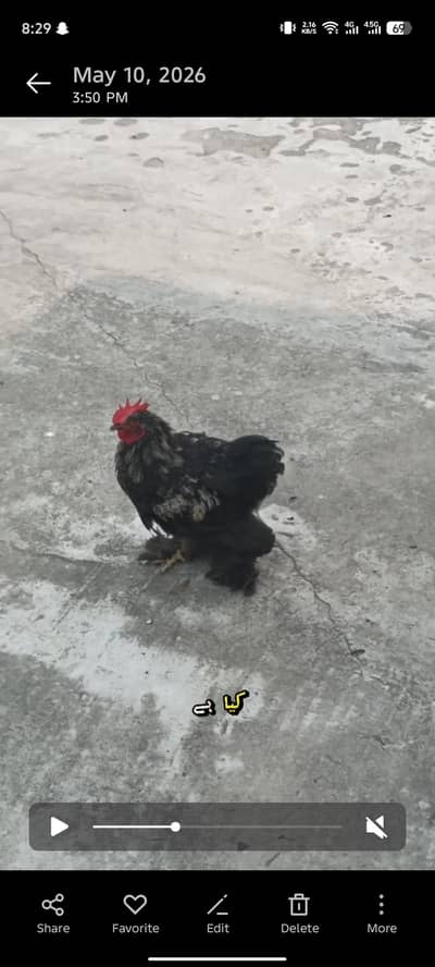 BLACK HEAVY BUFF