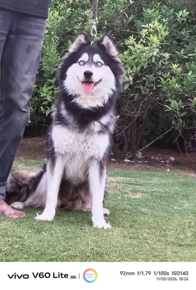 husky female