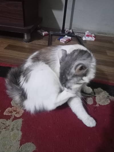 Persian cat litter trained