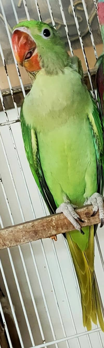 RAW PARROT CHICKS