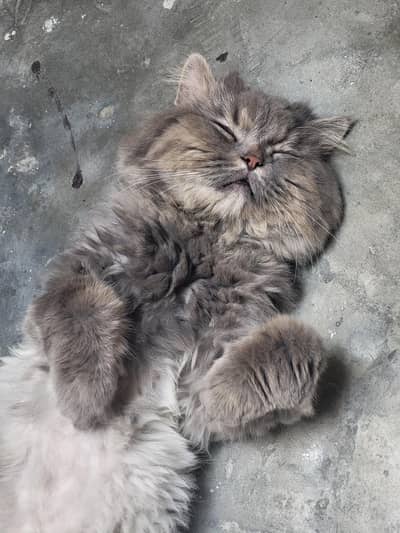Grey cat Pair male and female