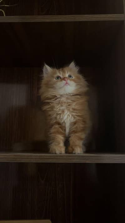 Peision kitten tripal coat