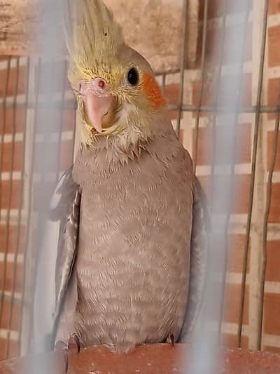 Cocktail Gary male phatty & Love bird Lotion pair
