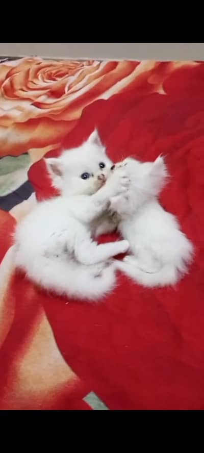 pure white Persian kitten for sale  blue eyes
