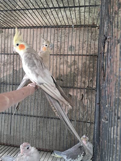 emerald working pair available